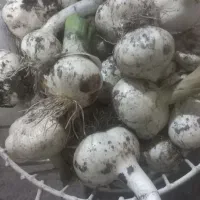 موسیر|خدمات باغبانی و درختکاری|سراب, |دیوار