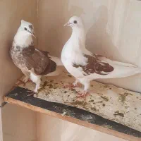 کبوتر تعاونی و ارزان دونه ای ۲۵۰