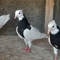 فروش دو عدد جوجه طوقی سیا