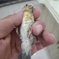 سهره قناری