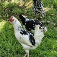 مرغ و خروس گلین اصل