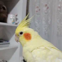 گم شده