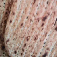 شاطر تافتون و بربری
