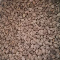 لوبیا چیتی پاک شده تمیز