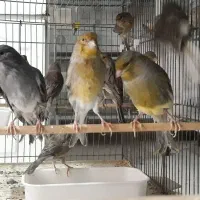 قناری نر مولد سبز،سوخته،اپال،دارچینی