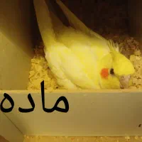 عروس هلندی|پرنده|جیرفت, |دیوار