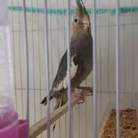 عروس هلندی ماده آماده به جفت