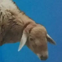 پخش گوسفندزنده