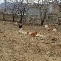 مرغ وخروس فروشی همه جوان