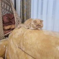 پرشین شوپرفلت