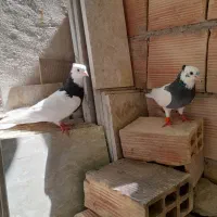 طوقی