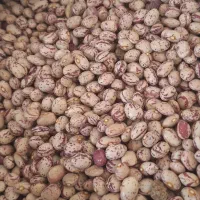 بذر لوبیا چیتی قرمز و...