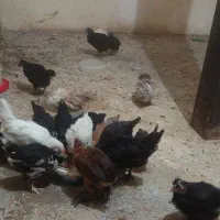 جوجه سلطان، مرندی، لهستانی، گلین