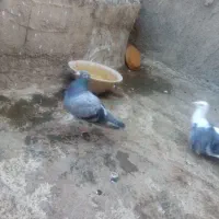 پرنده|پرنده|نیشابور, پاستور|دیوار