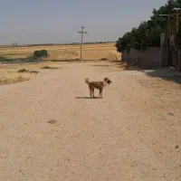 یه عدد سگ|سگ|روانسر, |دیوار