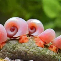 حلزون رامشورن نظافتچی