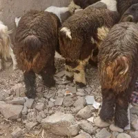 بره نر|حیوانات مزرعه|اندیکا, |دیوار