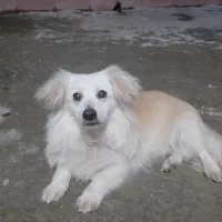 سگ  پا کوتاه