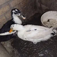 اردک