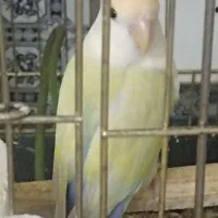 کوتوله رنگ خاص