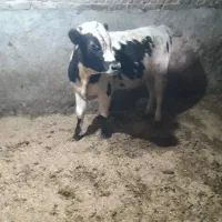 گوساله سمینتال اصیل باب پرواربندی