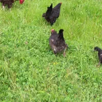 بوقلمون مرغ خروس و اردک محلی