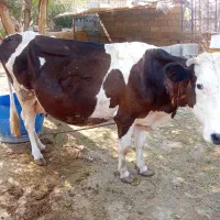 گاو با گوساله