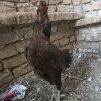 معاوضه