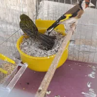 جوجه سره قناری.نر