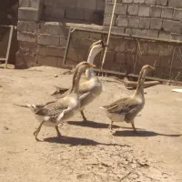 قو غاز|حیوانات مزرعه|خوی, |دیوار