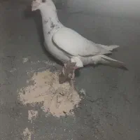 ۷تا کفتر