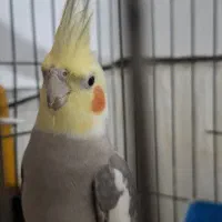 جفت عروس هلندی نر آوازخان با تخم