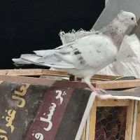 هفت‌رنگ کاکلی نر