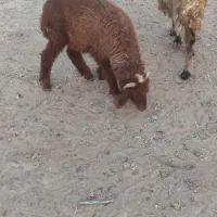 بره نر