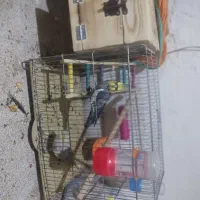 عروس هلندی تخم گذار