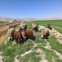 فروش گوسفند