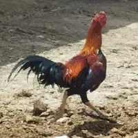 خروس لاری اصیل