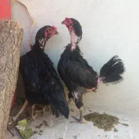 ۲ عدد مرغ لاری ۱ ساله
