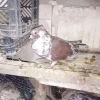 ماد کلدار ضمانتی بشرت تخم جوجه