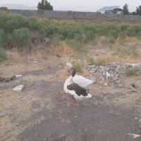 دوقطعه غاز درشت ماده