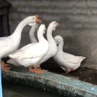 فروش غاز لیندا