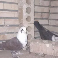 کبوتر مخمل