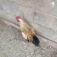 خروس چهل تاج