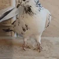 دوجفت کبوتر عالی