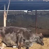ماده گاو چاق