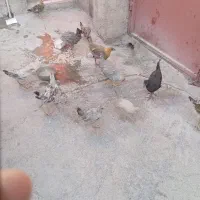 جوجه محلی