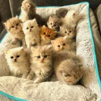 حراج گربه های خاص از نژاد اسکاتیش و پرشین