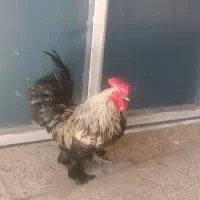 خروس