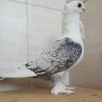 کبوتر