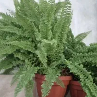 گل آگاو . و سرخس